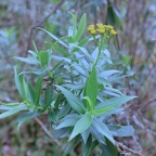 Faujasia salicifolia Chasse vieillesse Asteraceae Endémique La Réunion 21-1.jpeg